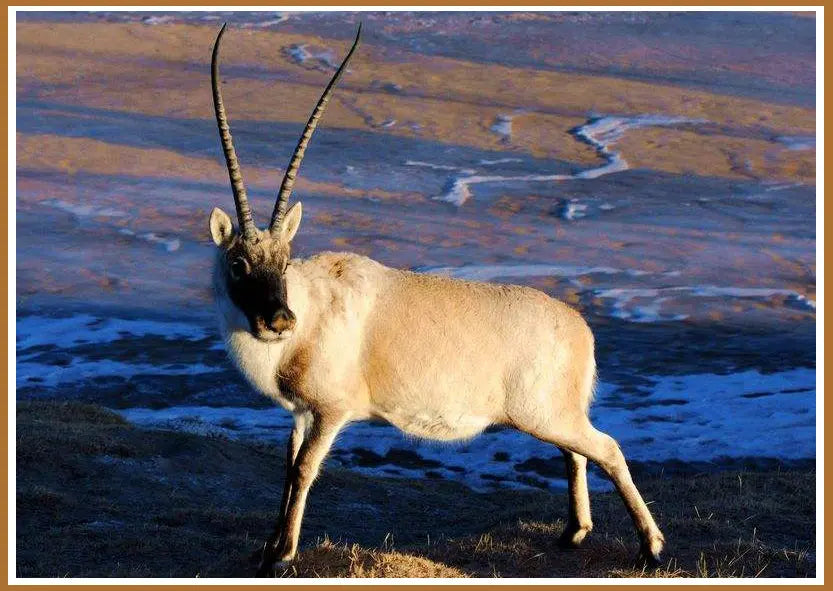 Shahtoosh-The-Opulent-Elegance-of-the-World-s-Most-Expensive-Fabric Shahkaar