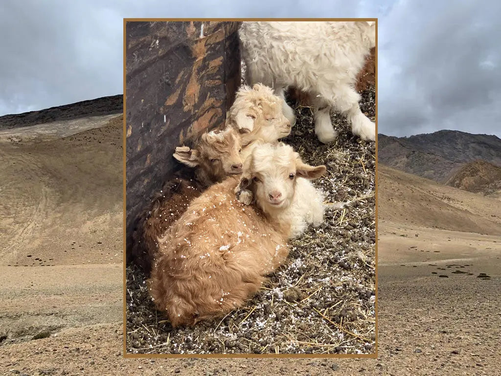 Unraveling-the-Beauty-and-Mystery-of-Pashmina-Everything-You-Need-to-Know Shahkaar